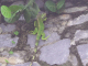100_2711_edited