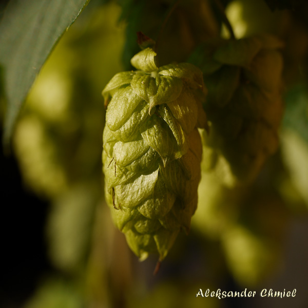 Description: C:\Users\ed.chmiel\AppData\Local\Temp\fz3temp-1\images\Chmiel_hop_Humulus lupulus.jpg